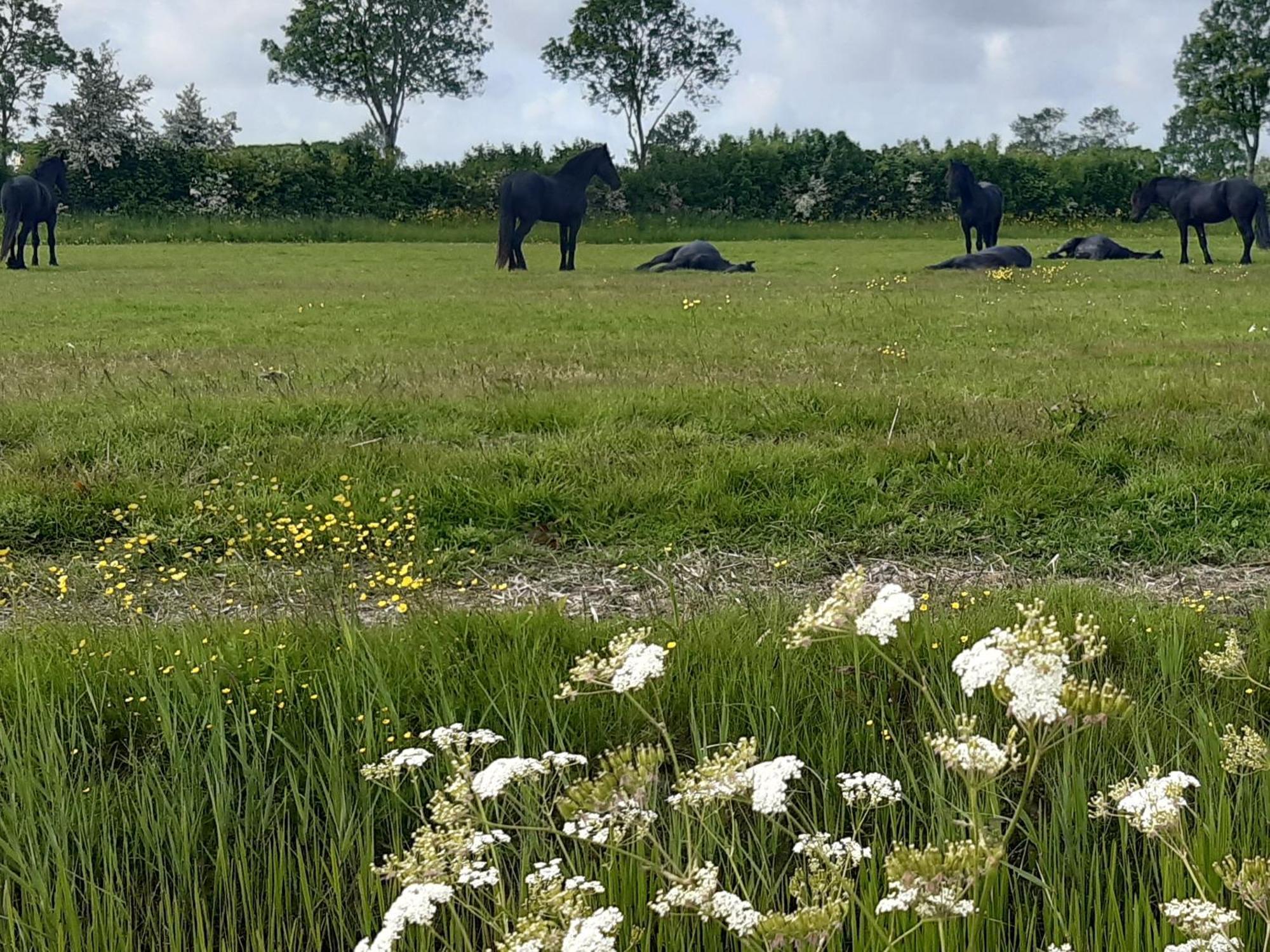 Wetterwillefriesland Wommels Екстериор снимка